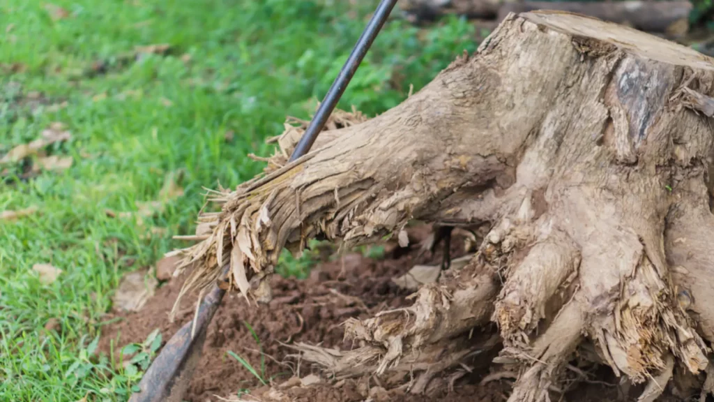 How To Remove Tree Roots