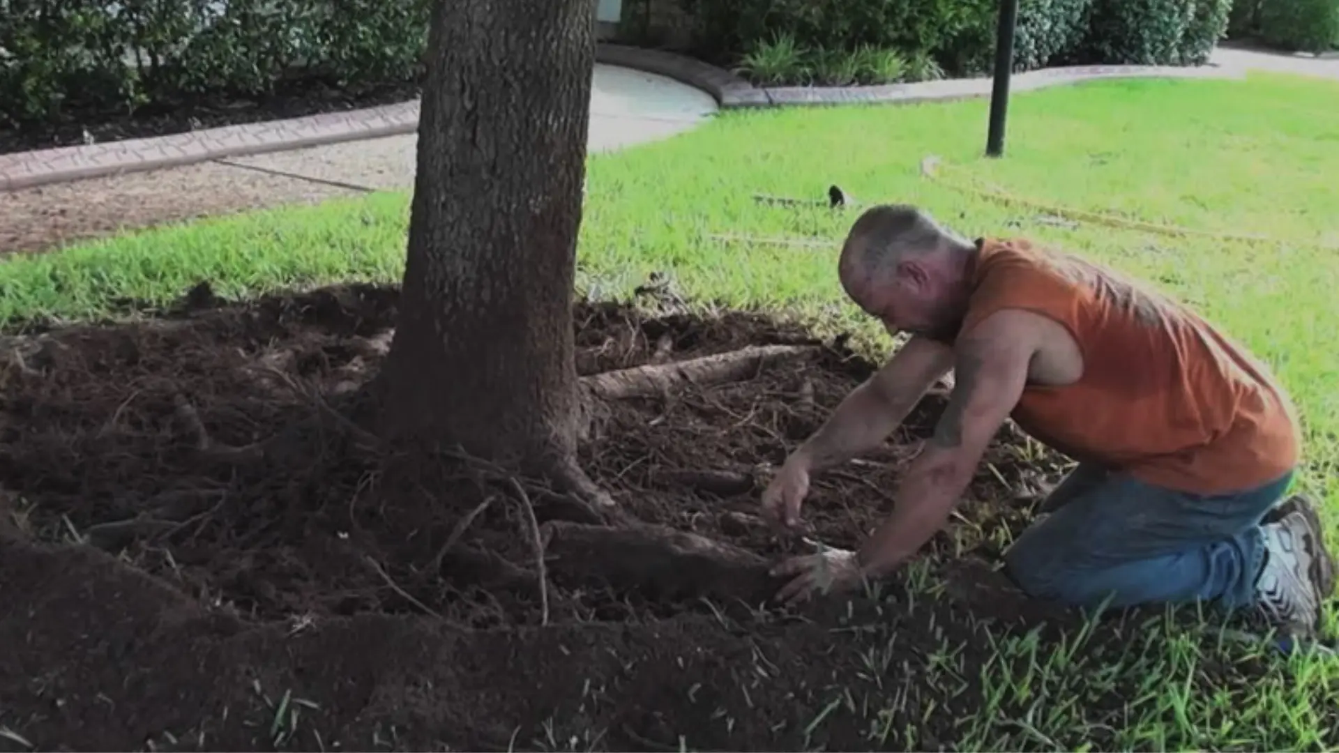 Physical Removal Of The Tree Roots