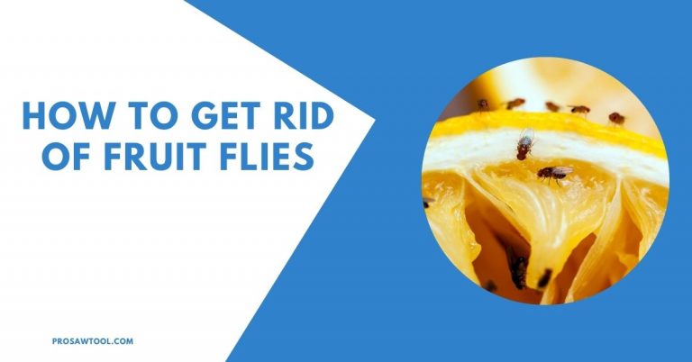 How To Get Rid Of Fruit Flies in 6 Steps