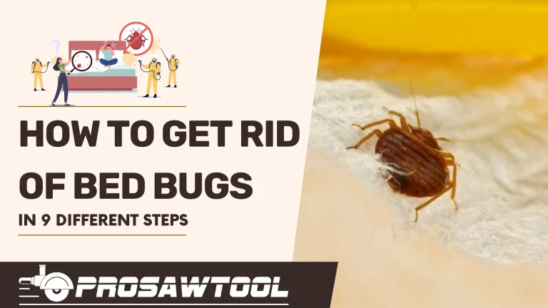 How to Get Rid of Bed Bugs in 9 Different Steps