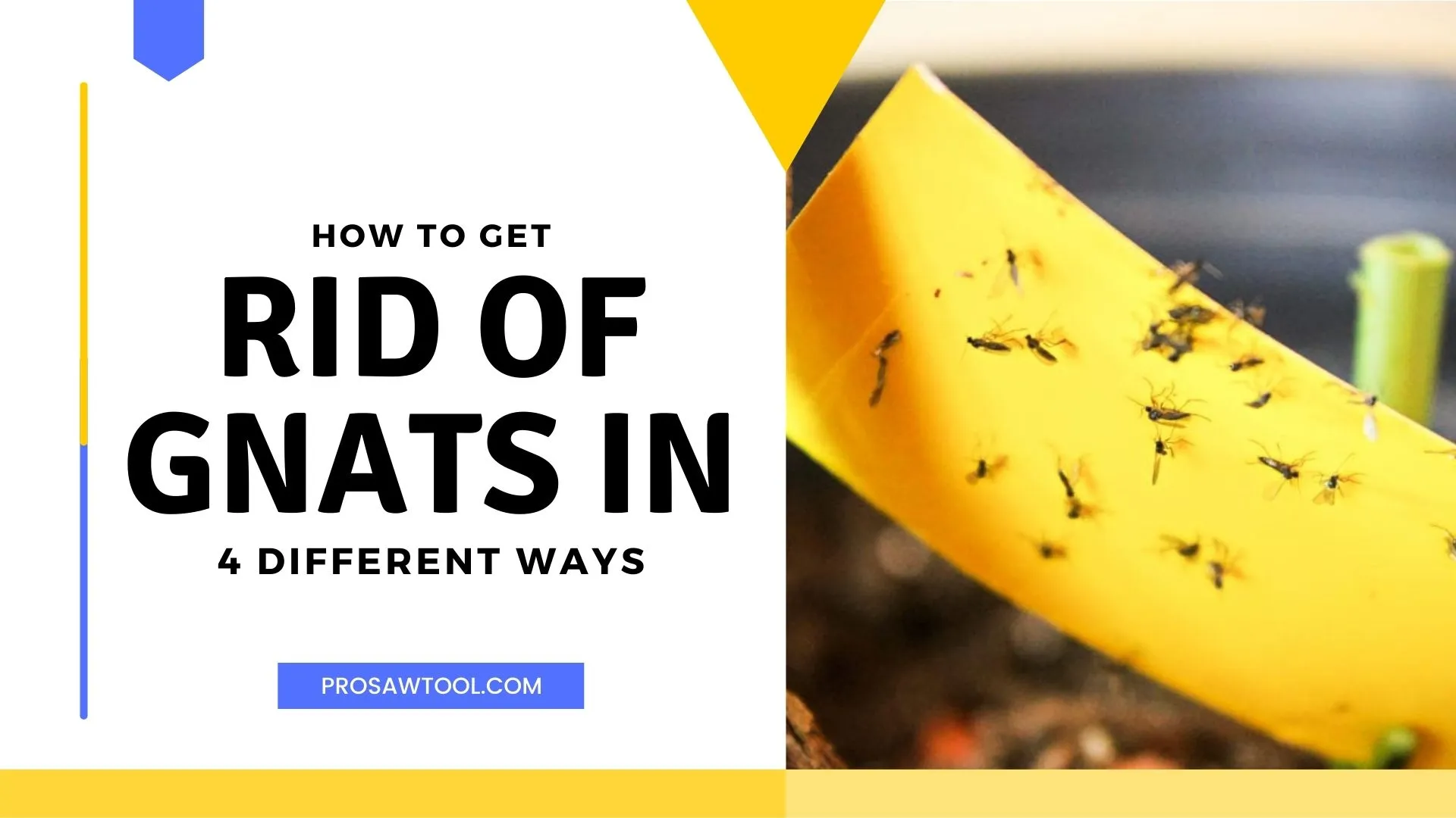 How to Get Rid of Gnats in 4 Different Ways