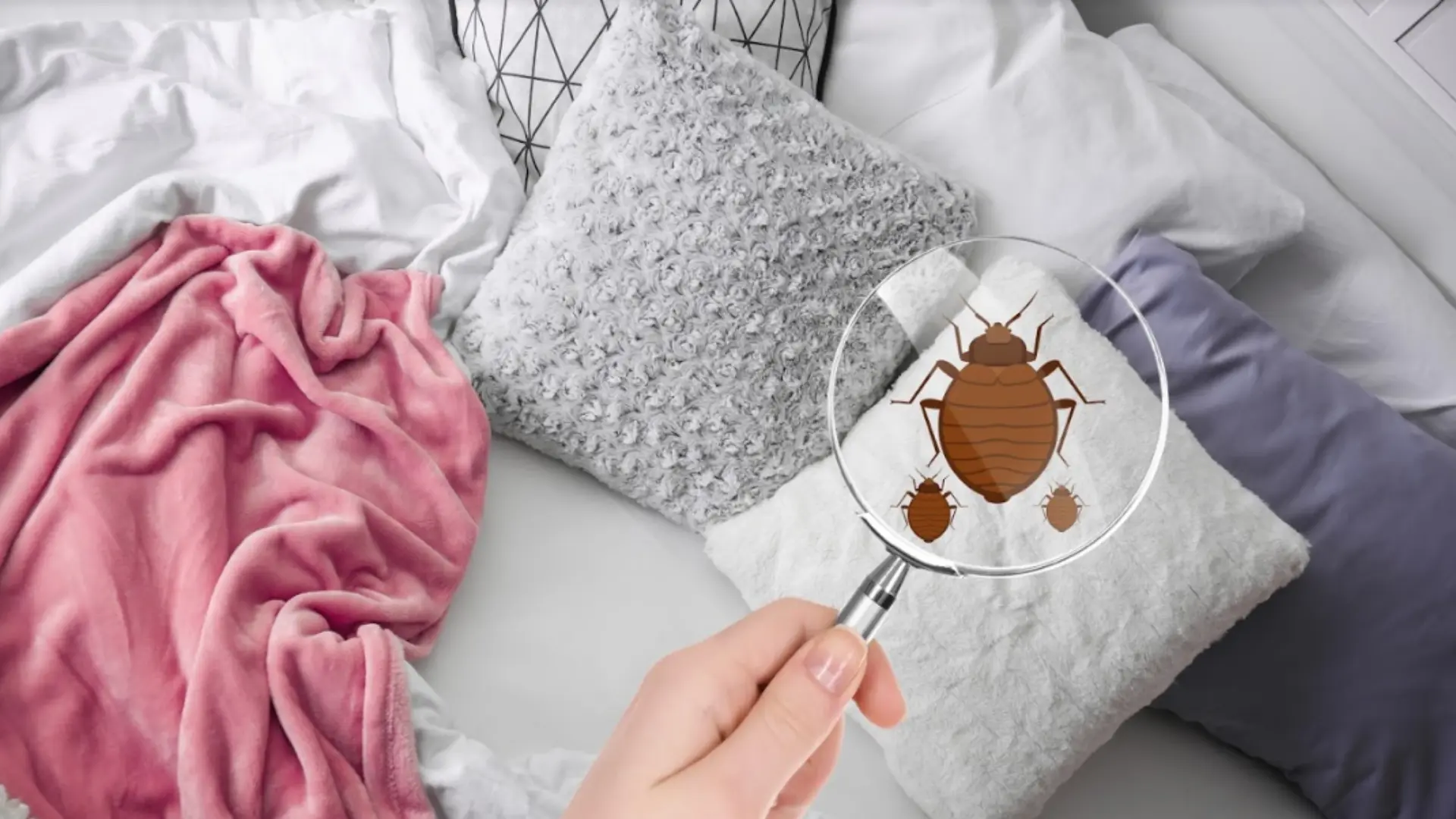 Prepare to Treat bedbugs